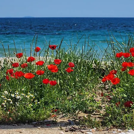 Pine 2 Bedrooms 50 Meters To The